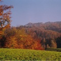 Herbstwald mit Rigi