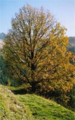 Herbstimpressionen bei Niederrickenbach
