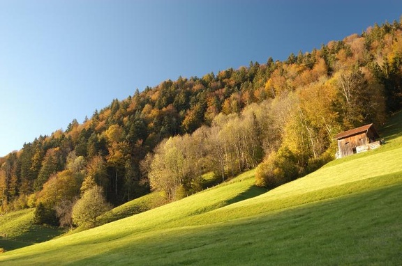 Herbstlich gefärbter Waldrand bei Steintal