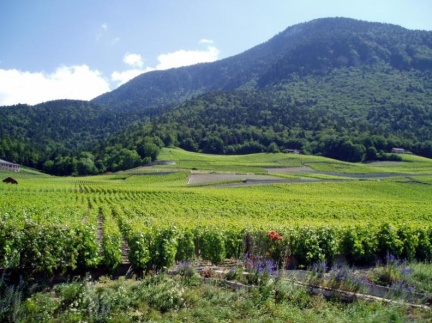 Weinberge von Yvorne im Rhonetal