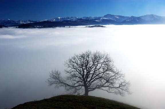 Baum über Nebelmeer