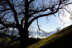 Baum vor Glarner Alpen