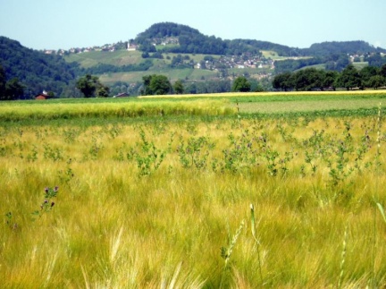 Getreidefeld bei Flaach