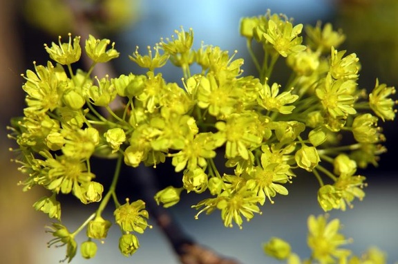 Ahornblüten