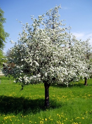 Blühender Obstbaum