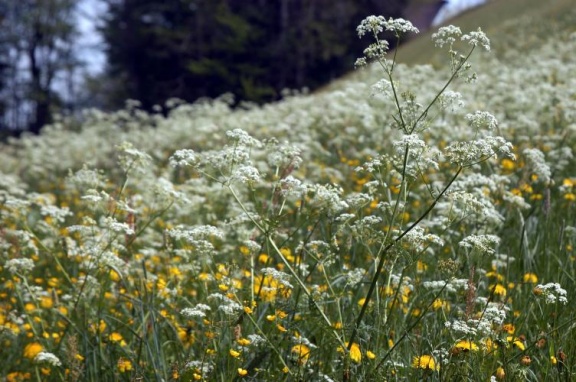 Blumenwiese 