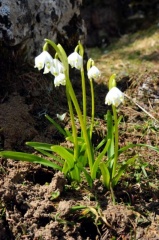 Schneeglöckchen 