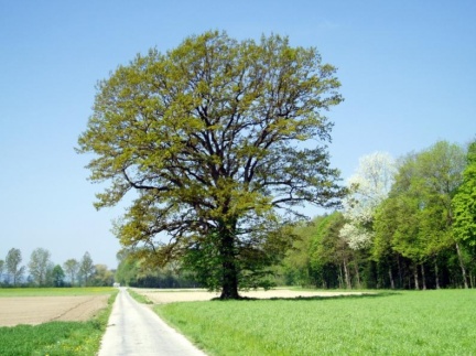 Eiche
