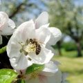 Obstbaumblüte mit Biene