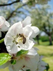 Obstbaumblüte mit Biene