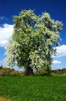 Obstbaum 