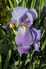 Iris 