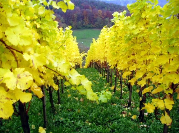 Herbstliche Weinreben