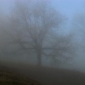 An der Nebelgrenze
