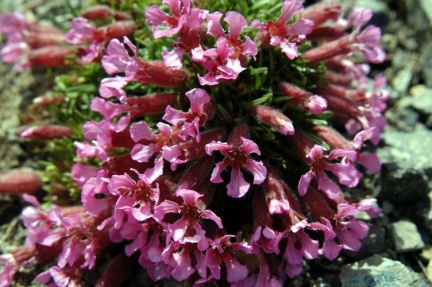 Unbekannte Blume