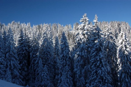 Verschneiter Tannenwald