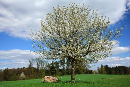 Blühender Kirschbaum