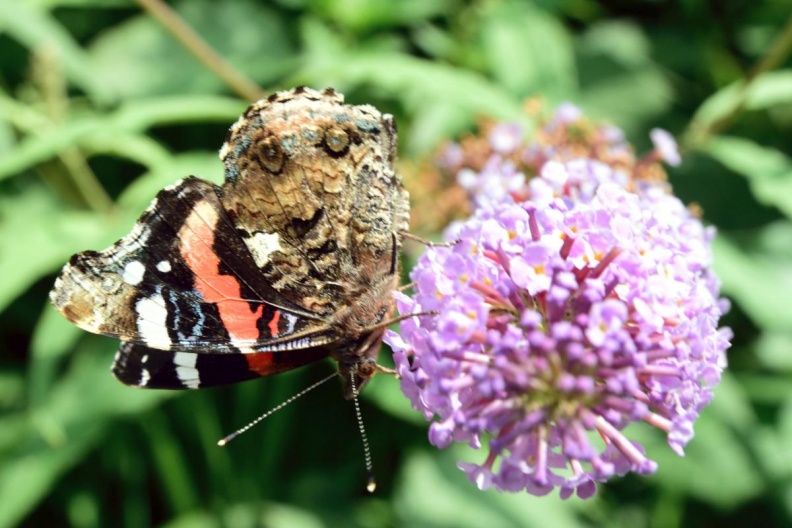 Schmetterling auf Buddleia