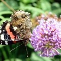 Schmetterling auf Buddleia