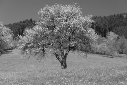 Blühender Obstbaum