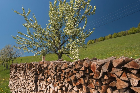 Blühender Obstbaum mit Holzstoss