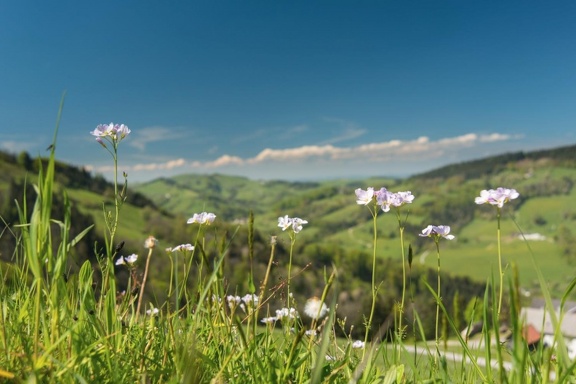 Wiesenschaumkraut