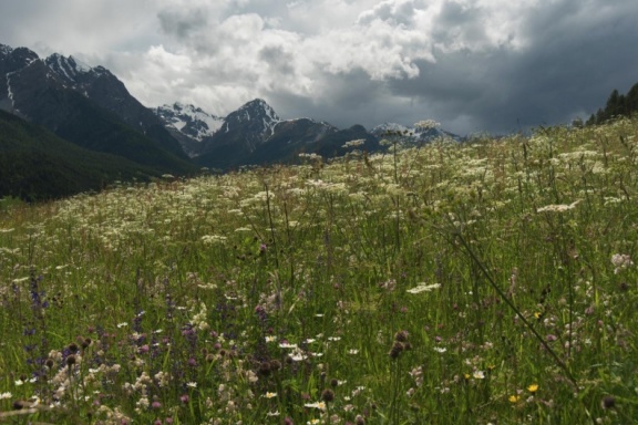 Blumenwiese