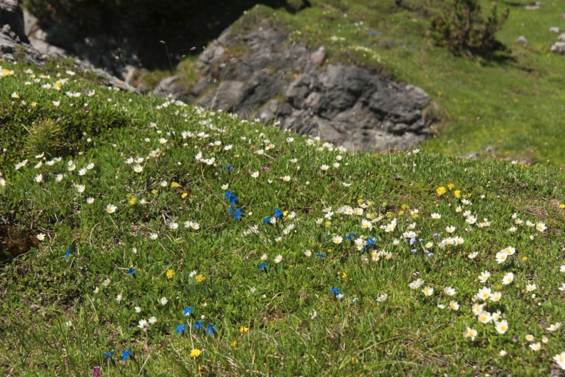 Frühlingswiese