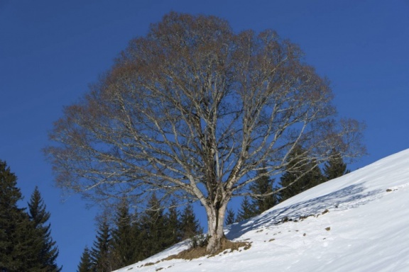 Bei Alpthal