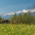 Freilichtmuseum Ballenberg