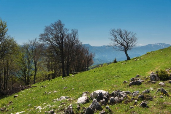 Baum am Hochstaff