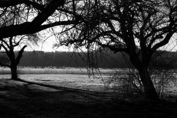 Obstbäume bei Sonnenuntergang