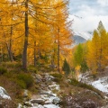 Herbstlicher Lärchenwald