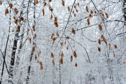 Buchenblätter in verschneitem Wald