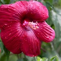 Hibiscusblüte
