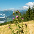Distel vor Karnischen Alpen