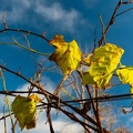 Herbstliches Weinlaub