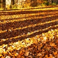 Schatten auf Herbstlaub