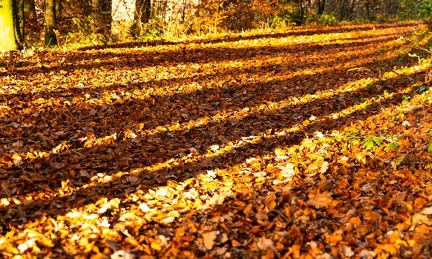 Schatten auf Herbstlaub