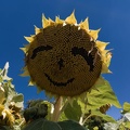 Sonnenblume mit Gesicht