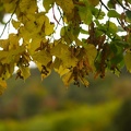 Herbstliche Lindenblätter mit Früchten