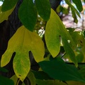 Blätter eines Sassafrasbaums
