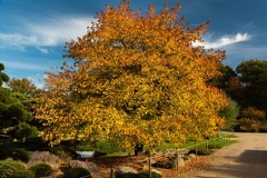 Amber in Herbstfarben