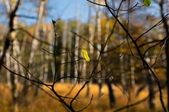 Birkenwald mit Blatt