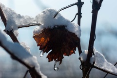 Winter im Weinberg