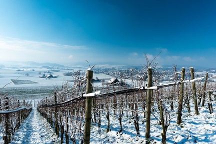 Winterlicher Weingarten