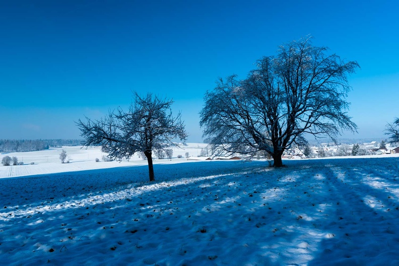 Kirschbaum mit winterlichen Schatten