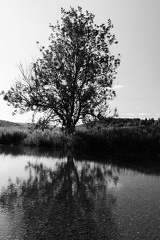 Baum bei der Donauversickerung