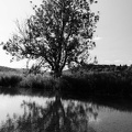 Baum bei der Donauversickerung
