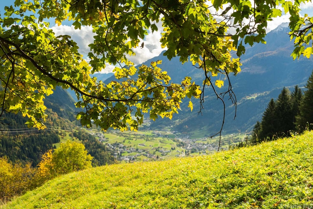 Herbstlicher Ahorn im Puschlav / Valposchiavo